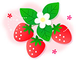 当店は年間を通して国産（三加茂産）苺を使用しております。